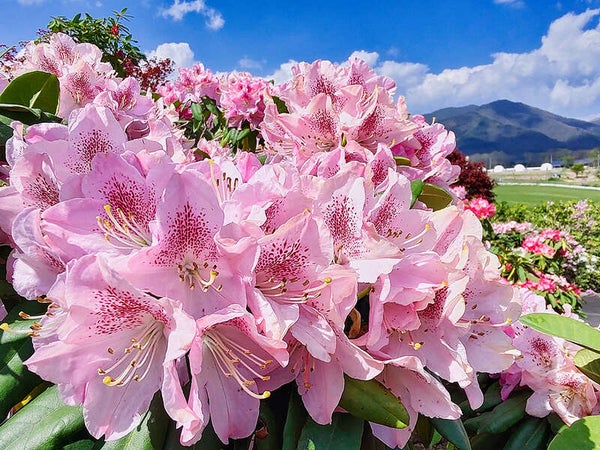【出雲・斐川・松江・米子発】とっとり花回廊 花の女王1,000株のばらと蒜山高原15,000本のしゃくなげ 日帰り1